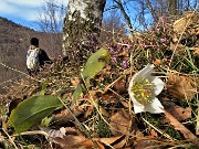 62 Vicino alla chiesetta compaiono bianchi ellebori fioriti